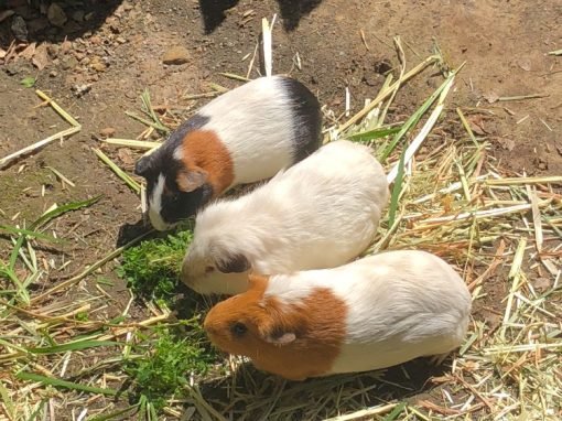 Guinea pigs & vitamin C