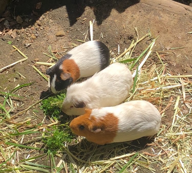 Guinea pigs & vitamin C