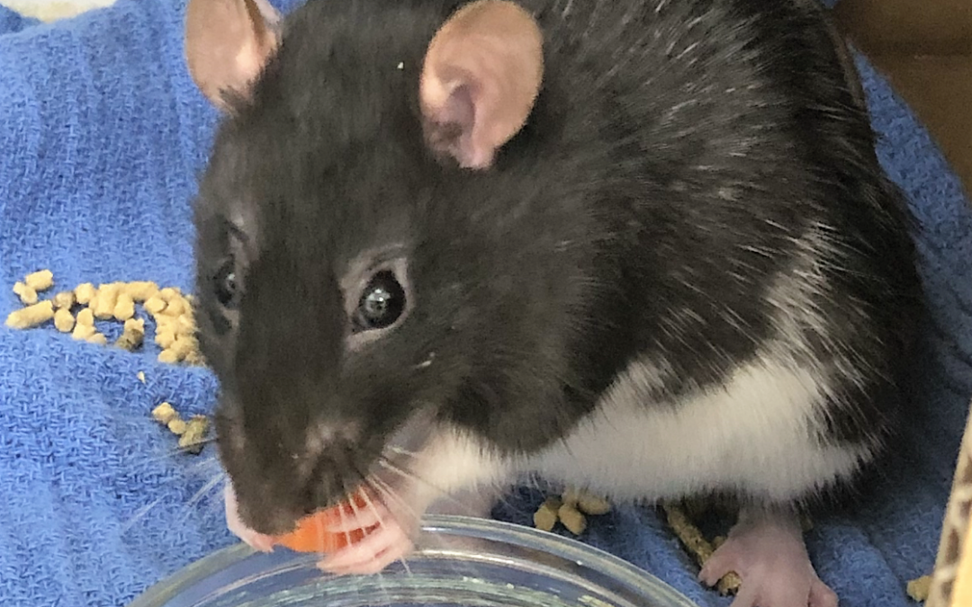 Rat mammary tumours