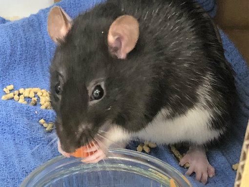 Rat mammary tumours