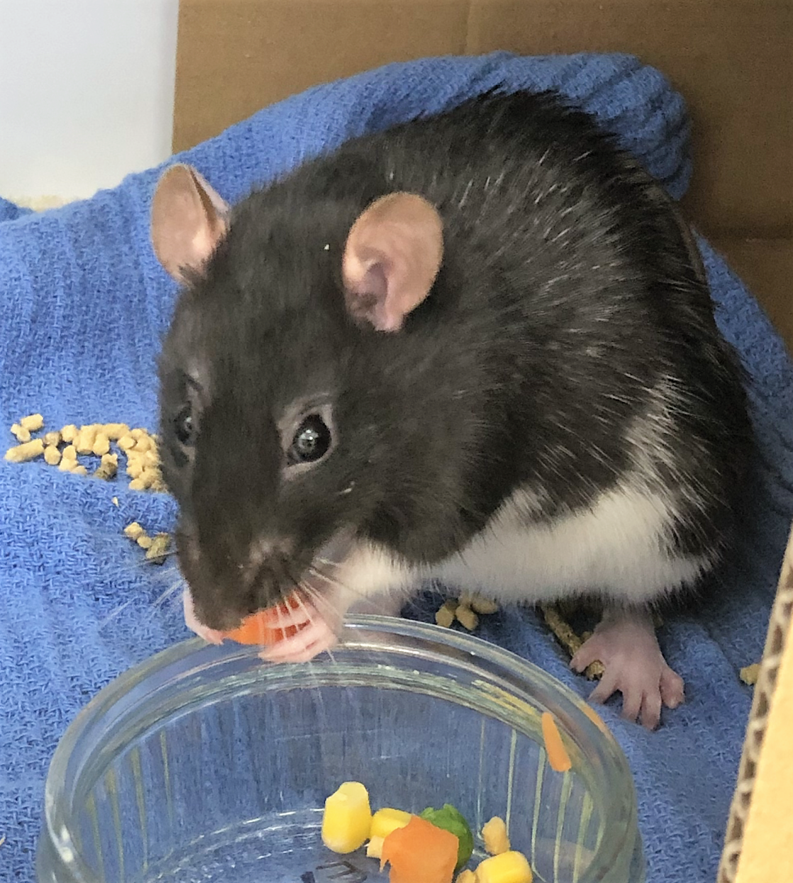 Rat mammary tumours