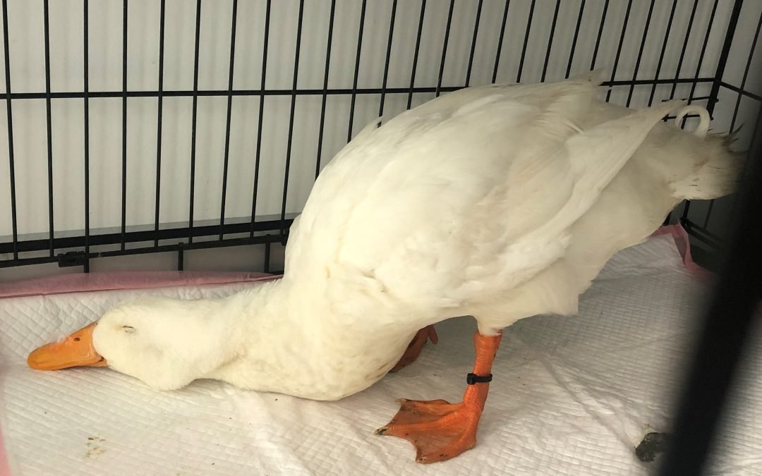 Sedation in exotics