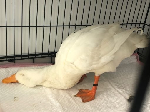 Sedation in exotics