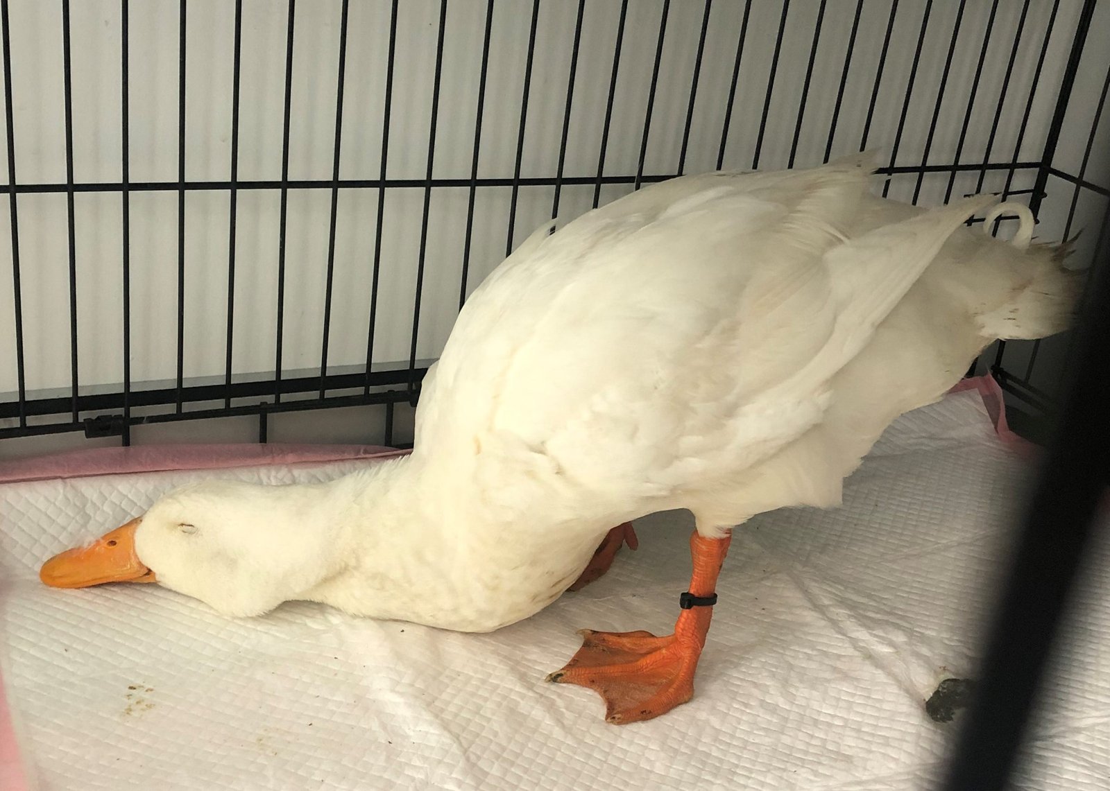 Sedation in exotics
