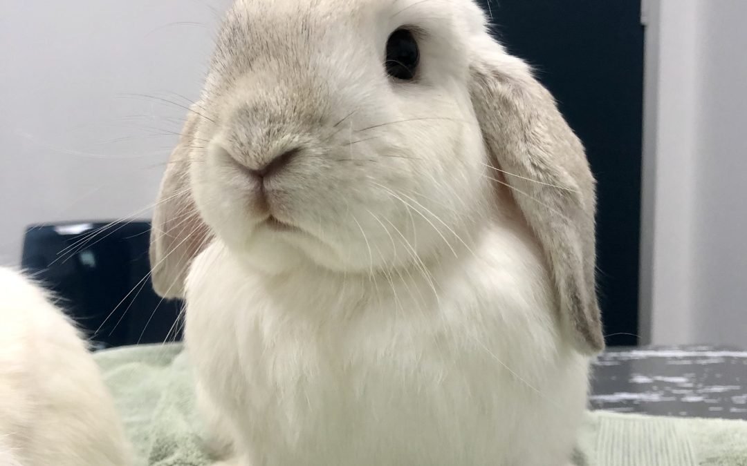 Why is there such a wide range of doses for meloxicam in rabbits?
