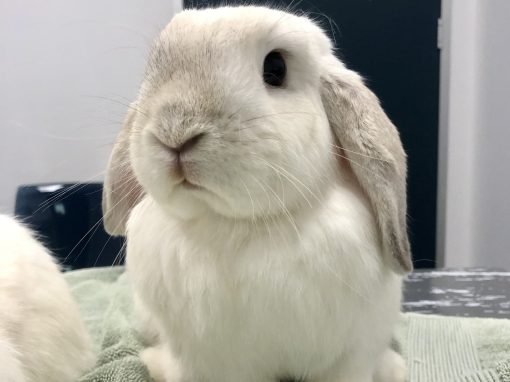 Why is there such a wide range of doses for meloxicam in rabbits?