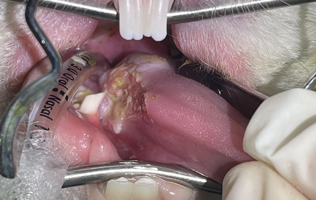 Dental procedures in rabbits and guinea pigs