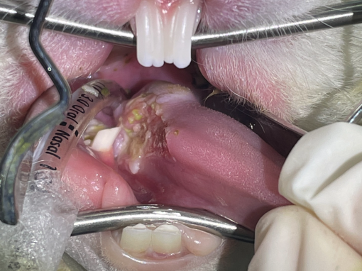 Dental procedures in rabbits and guinea pigs