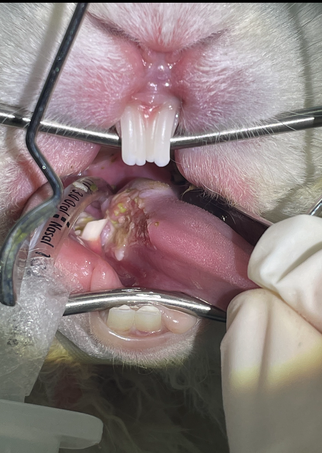 Dental procedures in rabbits and guinea pigs