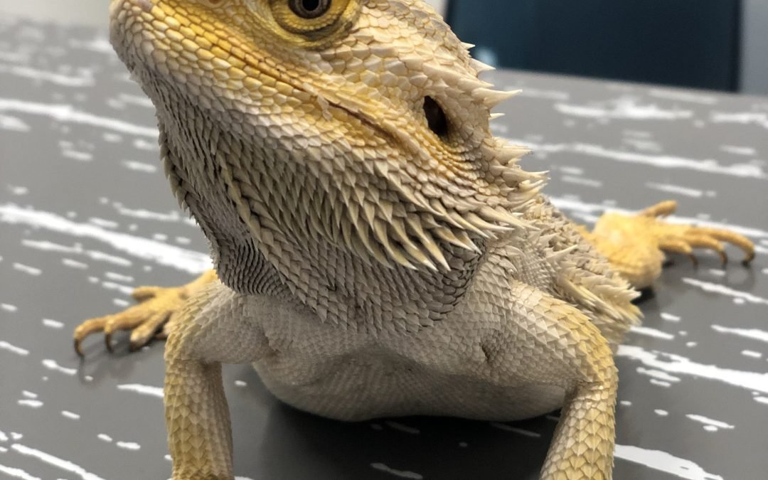 Bearded dragon dental disease