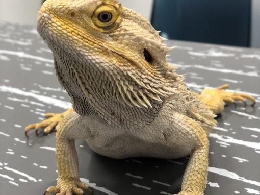 Bearded dragon dental disease