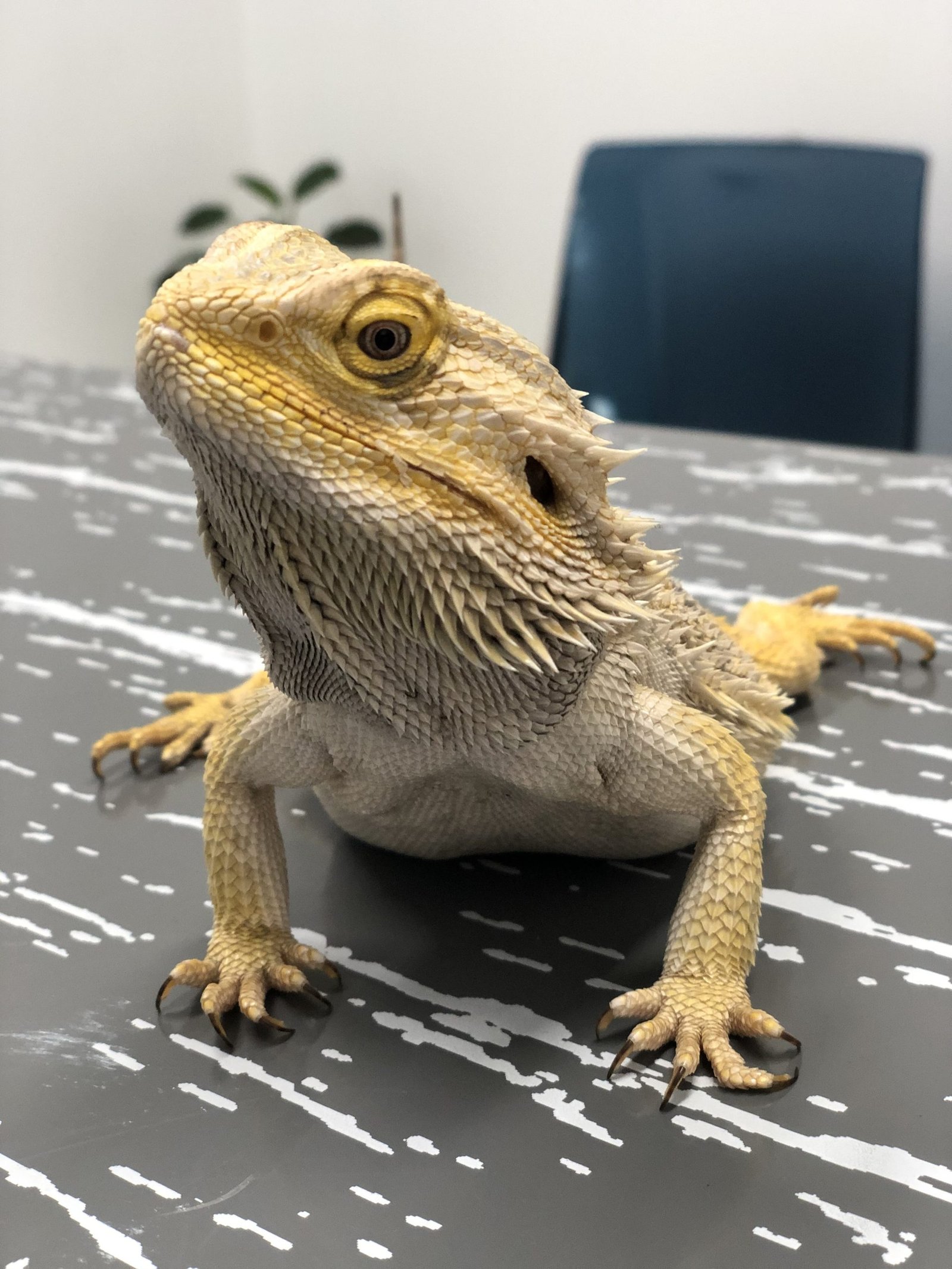 Bearded dragon dental disease