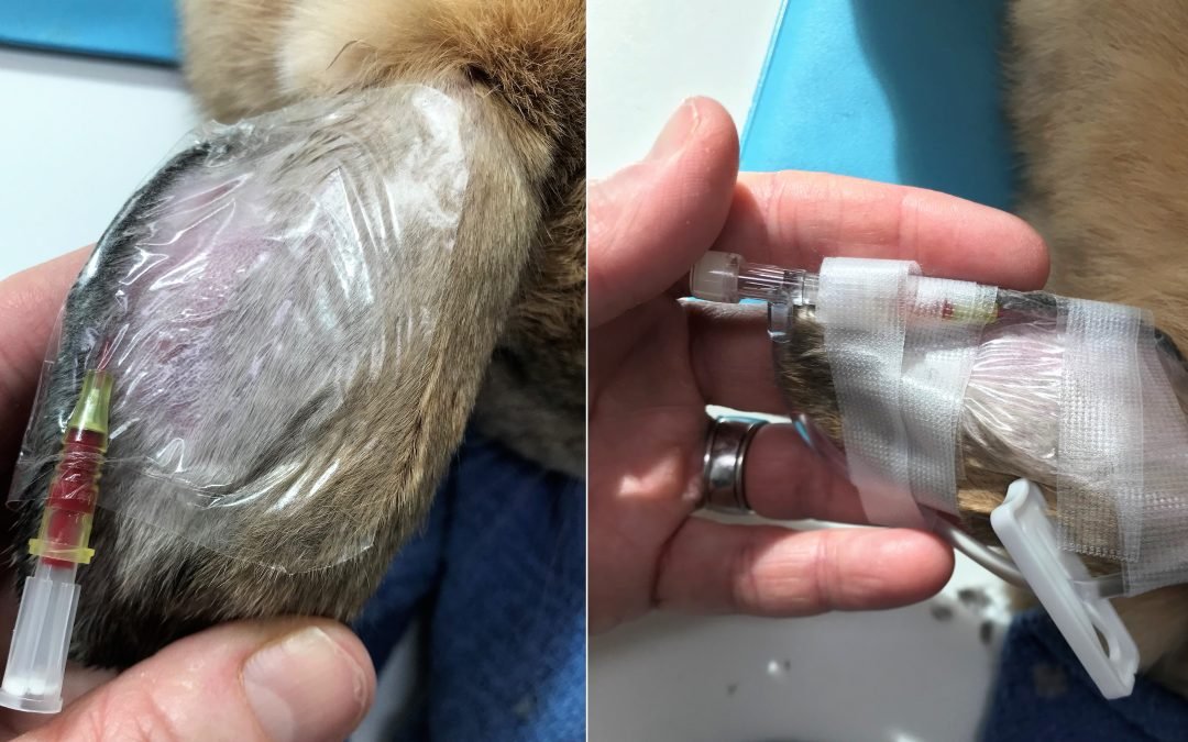 Rabbit ear vessels and ear catheters