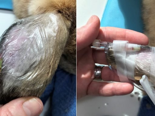 Rabbit ear vessels and ear catheters