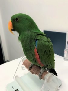 eclectus
