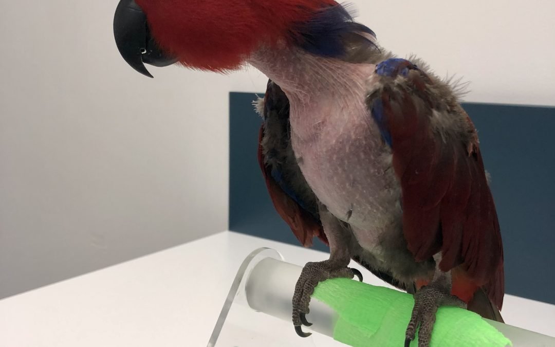 Feather picking in parrots
