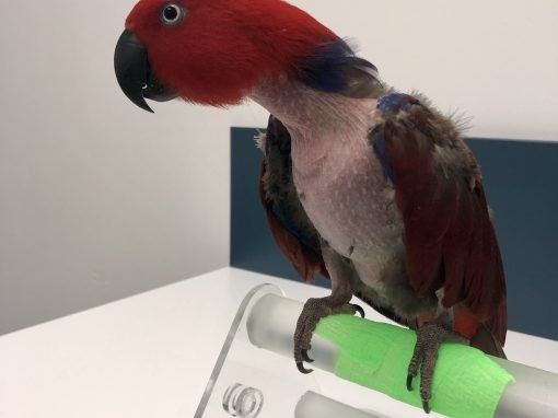 Feather picking in parrots