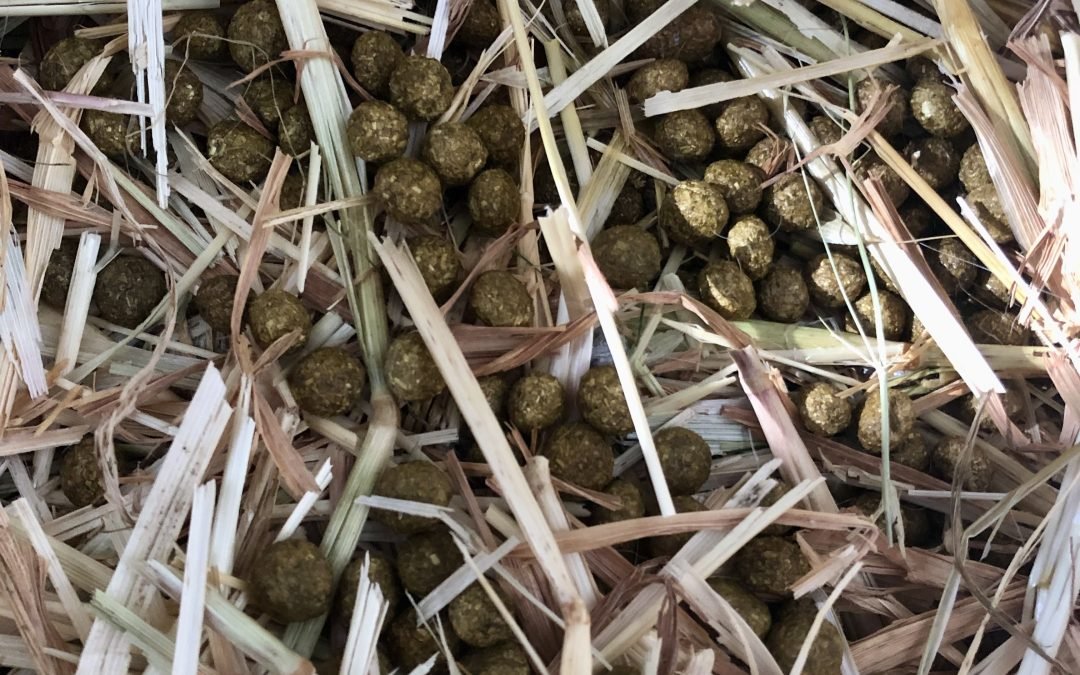 Rabbit poo