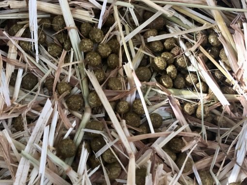 Rabbit poo