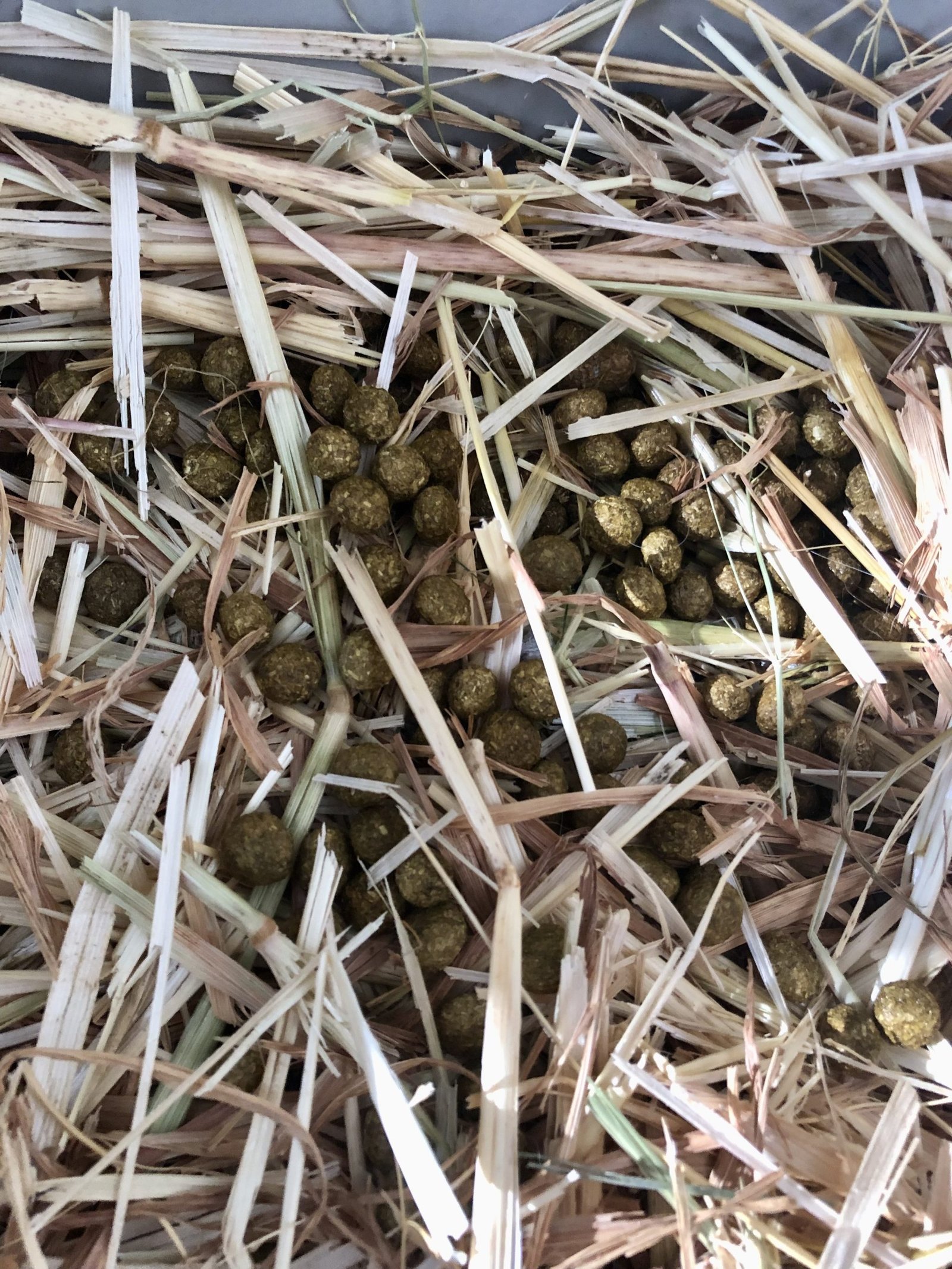 Rabbit poo