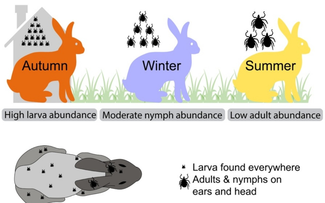 Ticks in rabbits