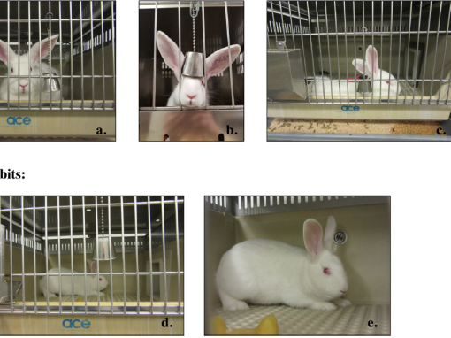 Rabbits, anxiety and anaesthesia