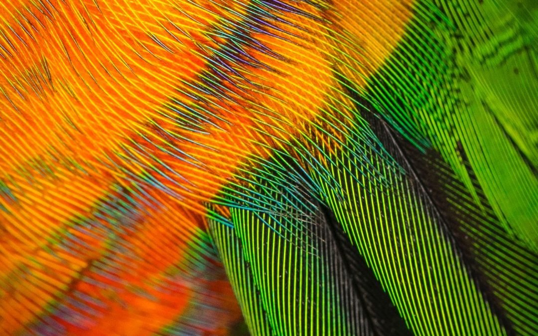 Fun feather facts