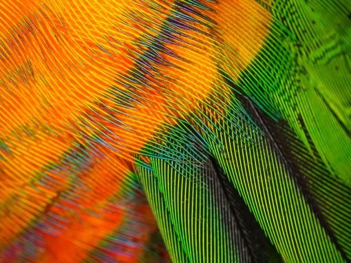 Fun feather facts