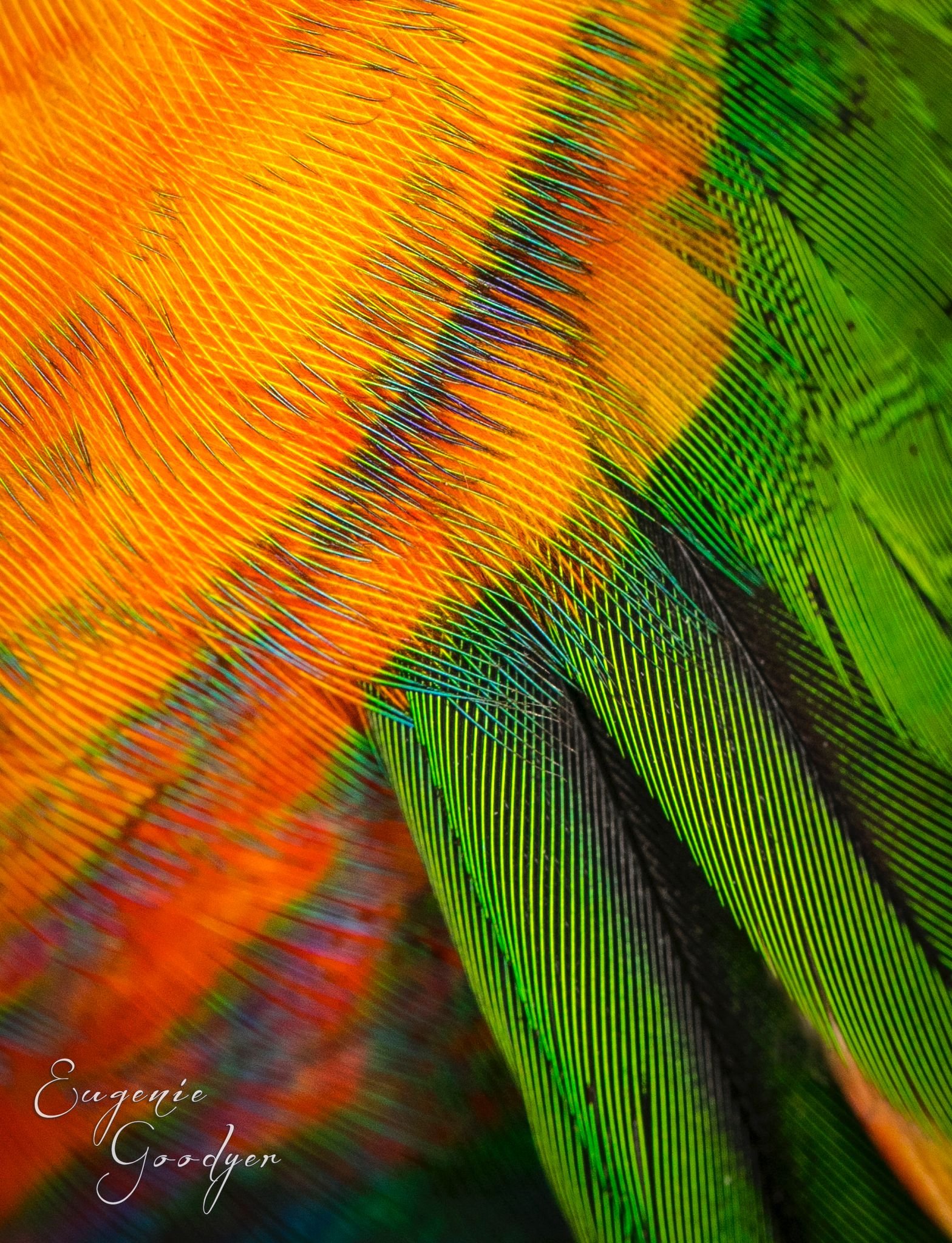 Fun feather facts