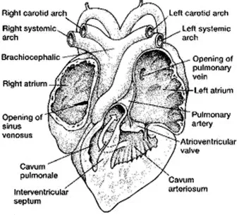 Herp hearts